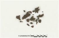 藏品(鞘刺網苔)的圖片